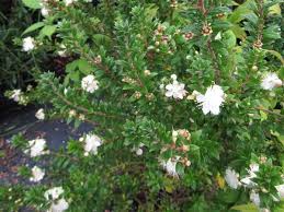 Image result for Myrtus communis