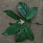 Image result for Voacanga bracteata