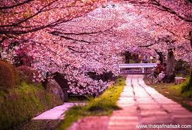 صور الطبيعة الخلابة بمناسبة دخول فصل الربيع In 2020 Beautiful Streets Cherry Blossom Festival Cherry Blossom
