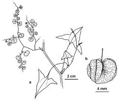 Image result for Rumex sagittatus