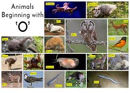 Stick heads arms and legs off of them, and you've got a cartoon body. Animals That Start With O