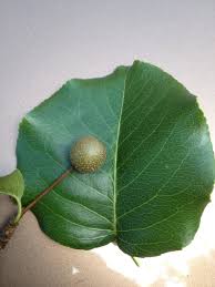 The pear tree and shrub are a species of genus pyrus /ˈpaɪrəs/, in the family rosaceae, bearing the pomaceous fruit of the same name. Why I Do Not Care For Bradford Pear Walter Reeves The Georgia Gardener