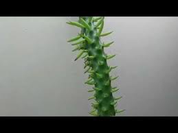 View picture of opantia subulata or eve's needle cactus, eve's pin cactus &(austrocylindropuntia subulata) at dave's garden. Austrocylindropuntia Subulata Youtube