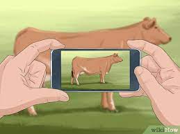 How To Identify Maine Anjou Cattle 13 Steps With Pictures