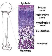 Image result for Growth Plate