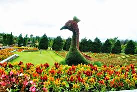 Bunga pandeglang is on facebook. Taman Bunga Nusantara Puncak Indonesia Sirb Travel Tours