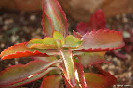 Image result for Kalanchoe lanceolata