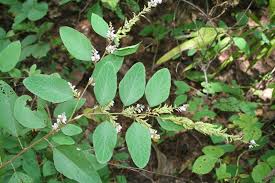 Image result for Polhillides velutina