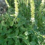 Image result for Platostoma dilungense