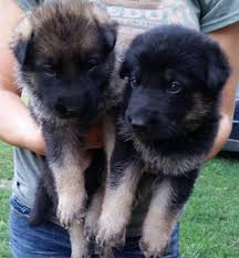These playful, lovable german shepherd puppies grow into a powerful, intelligent, & protective dog breed. Swillum S Legacy K9 S Home Facebook
