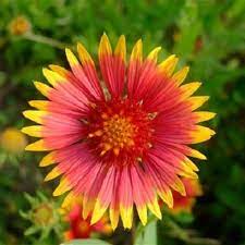 Check spelling or type a new query. Indian Blanket Seeds Flower Seeds In Packets Bulk Eden Brothers