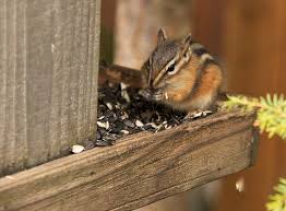 Chipmunk Facing Flying Squirrel Pet Pet Chipmunk Pets