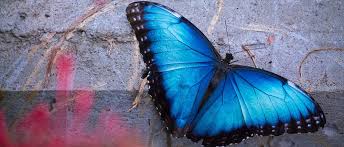 I placed a couple of sticks and sturdy plant stalks into the butterfly house an angle to. Things To Do At The Butterfly House