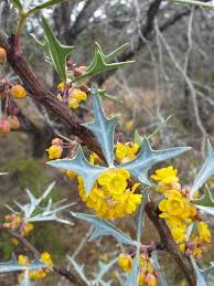 Image result for Burttia