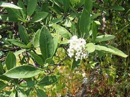 Image result for Cordia sinensis