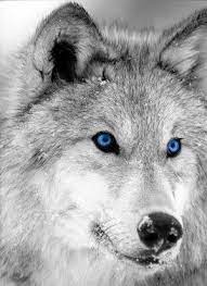 Moonpack Members Wolf With Blue Eyes Wolf Dog Animals Wild