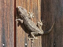 Pada video ini kita akan mempelajari sistem perkembangbiakan vegetatif alami pada tumbuhan. Tokek Taksonomi Morfologi Sebaran Manfaat Reproduksi