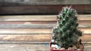 A cactus would survive because it retains water as much as it can. Still Life Image Of Cactus Stock Footage Video 100 Royalty Free 1039784540 Shutterstock