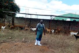 Many food taboos forbid the meat of a particular animal, including mammals, rodents, reptiles, amphibians, bony fish, and crustaceans. Commercialising Goat Meat In Zambia The Story Of Zamgoat Business Guide Africa
