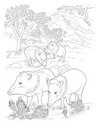 Coloring Pages Animals Southwestern Us Google Search Desert Animals Coloring Animal Coloring Pages Farm Animal Coloring Pages