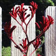 Image result for Anigozanthos