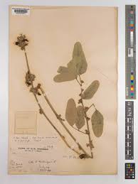 Image result for Eminia antennulifera