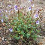 Image result for Crepidorhopalon