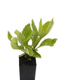 It is used in baking, as a braised vegetable in cooking, in saunf is called fennel in english. Organic Sambung Nyawa Gynura Procumbens Plant Mudbrick Herb Cottage