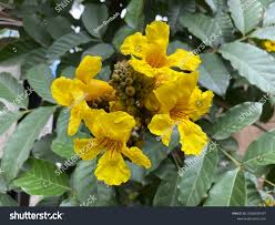 Image result for Handroanthus chrysotrichus