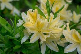 Image result for Rhododendron molle