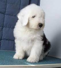 Old English Sheepdog Puppies Old English Sheepdog Puppy Old English Sheepdog English Sheepdog