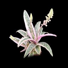 Image result for Ledebouria