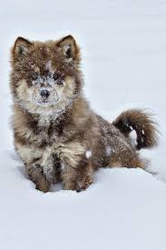 Accent in de witte wereld: Pin Van Wolff Solutions Op Wolff Schattige Dieren Wilde Dieren Dieren