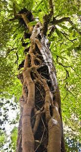 Rainforest138 Unique Trees Nature Tree Old Trees