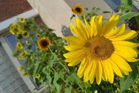 Good Nature Organic Lawn Care Cleveland Oh Us 44125 Houzz