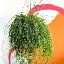 Image result for Rhipsalis baccifera