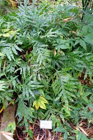 Image result for Microsorum scolopendria