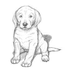 How to draw a puppy easy realistic. Pin By Li Lilu On Dynamic Drawings Dog Drawing Simple Dog Pencil Drawing Dog Drawing Tutorial