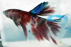That variety of betta fish has a tail that flares to almost 1800. Betta Splendens Super Delta M Aqualog De