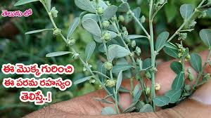 Check spelling or type a new query. à°ˆ à°® à°• à°• à°— à°° à°š à°ˆ à°ªà°°à°® à°°à°¹à°¸ à°¯ à°¤ à°² à°¸ à°¤ About Phyllanthus Maderaspatensis Nalla Nela Usiri Youtube
