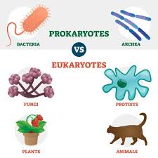 A bacteria cell is an example of a prokaryotic cell. Prokaryotes Vs Eukaryotes Biology Dictionary