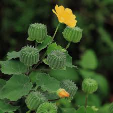 Image result for Abutilon hirtum