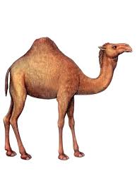 Image result for camel