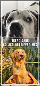 12 unreal golden retriever cross breeds | golden retriever mix breeds. Great Dane Golden Retriever Mix A Big Crossbreed With A Huge Heart