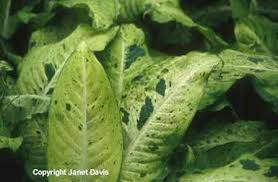 Dieffenbachia Camouflage Plants Houseplants Tropica