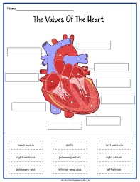 Image result for Cardiovascular Worksheets