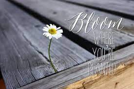 This is probably my favorite principle and one that is often overlooked.especially by young. Missionary Mail Bloom Where You Re Planted Quote Card