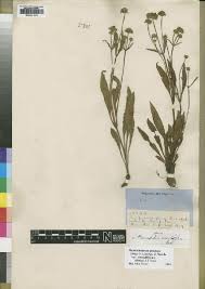 Image result for Haumaniastrum prealtum