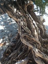 Image result for Pemphis