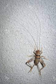 Cricket brown is a creator, performer, collaborator, human bug crawling & flying in nyc & nowhere Cricket Brown On The Cement Floor Stock Photo Picture And Royalty Free Image Image 18953281